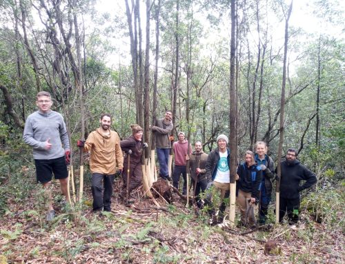 Voluntariado Eco – Dia da terra – 2024